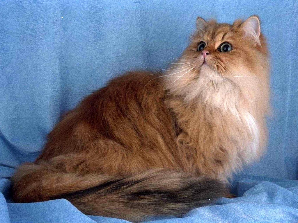 Персидская кошка (золотистая шиншилла), фото фотография картинка обои 