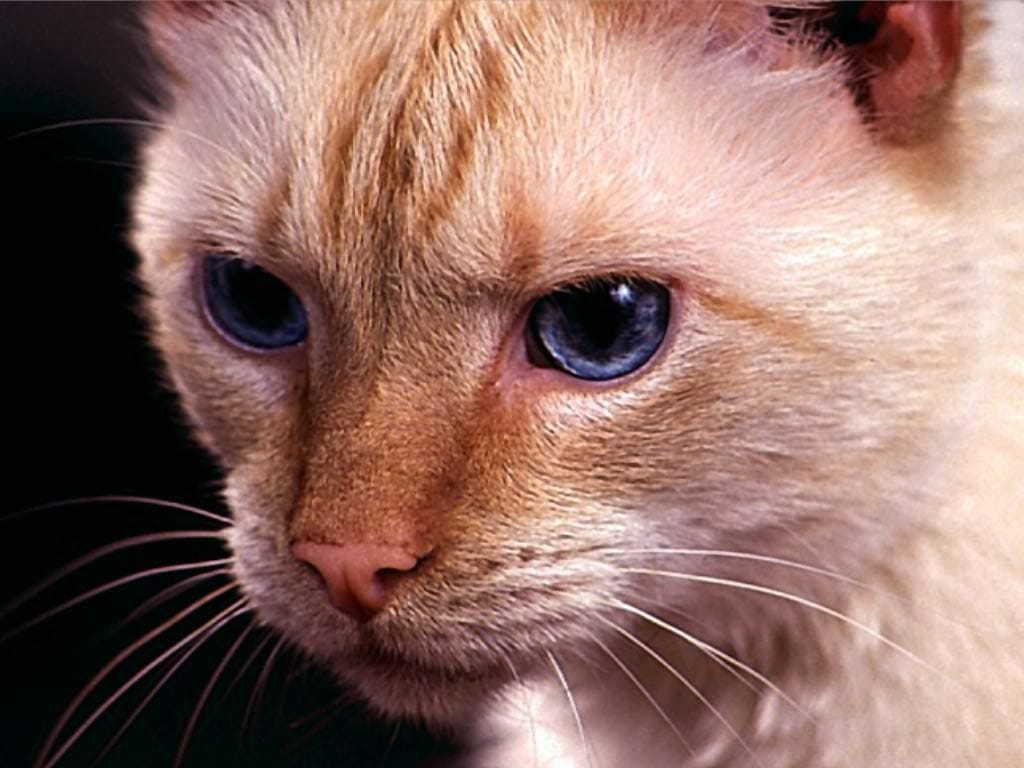 Охос азулес кошка с голубыми глазами фото