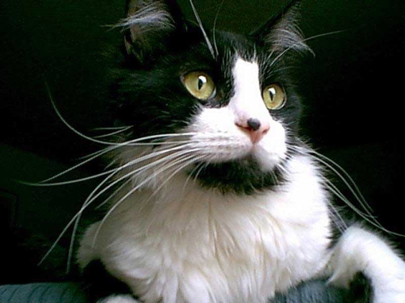 Кот с длинными усами, фото фотография картинка обои 