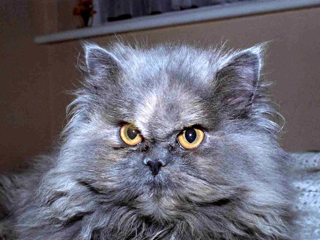 Персидская кошка, фото фотография картинка обои 