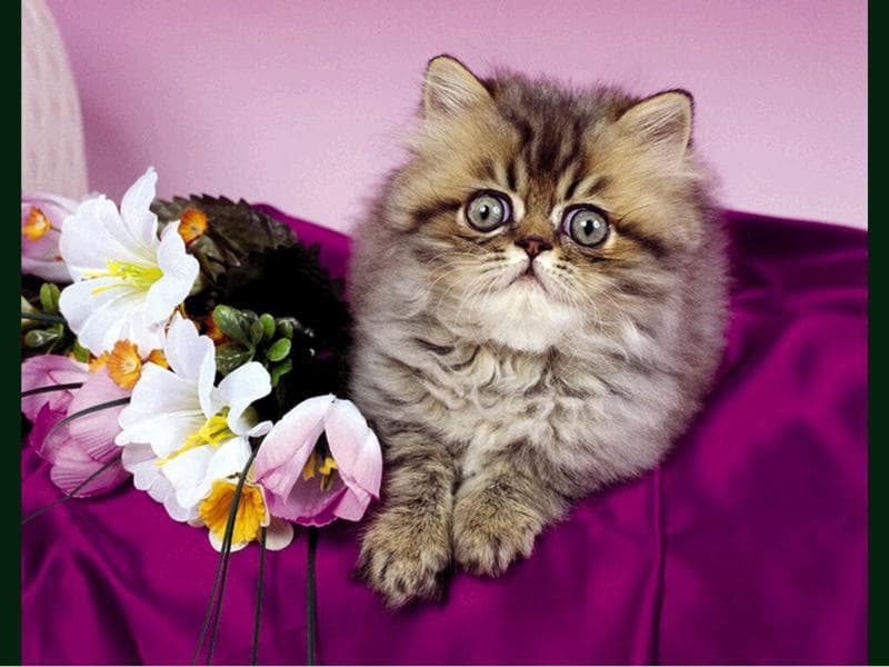 Персидский котенок шиншилла, фотообои, фото обои, фотография