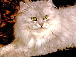 персидская кошка
