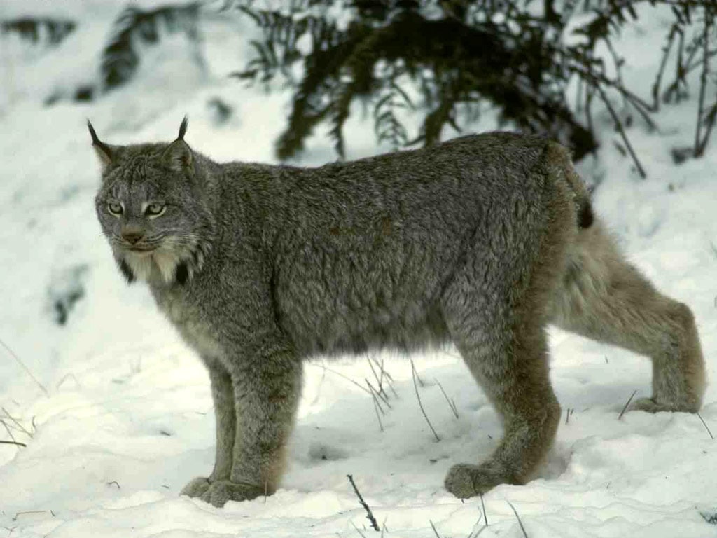   (Lynx canadensis) ,     
