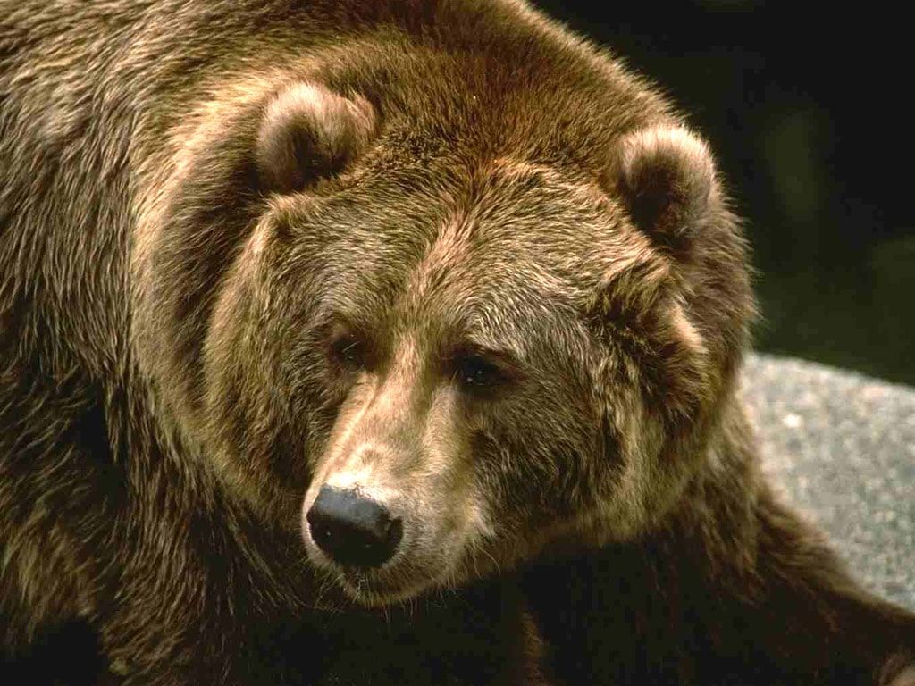 Бурый медведь, гризли, фото фотография картинка обои 