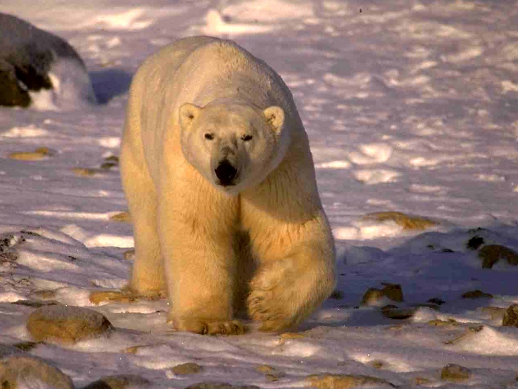 Полярный медведь (Ursus maritimus), фото фотография картинка обои 