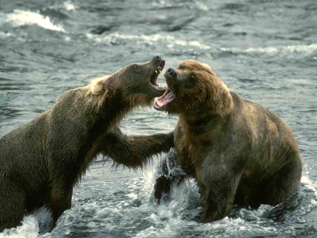 Дерущиеся бурые медведи, фото фотография картинка обои 