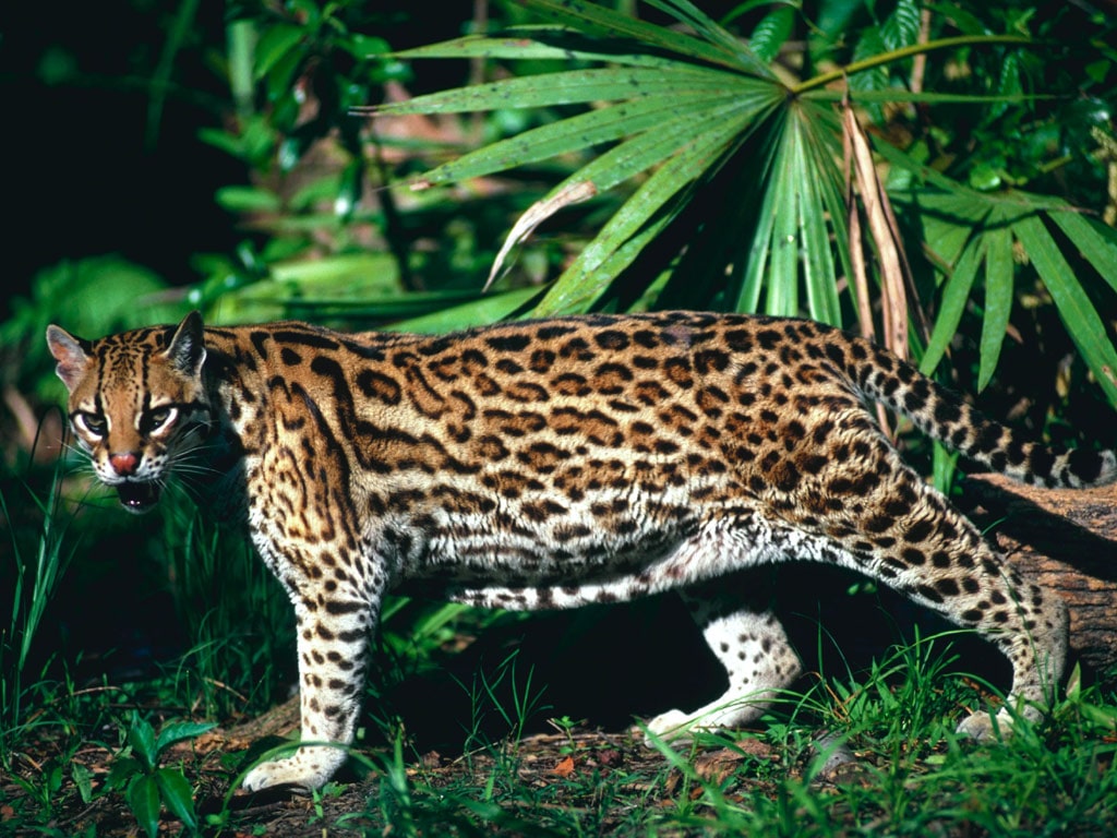  (Leopardus pardalis) ,     