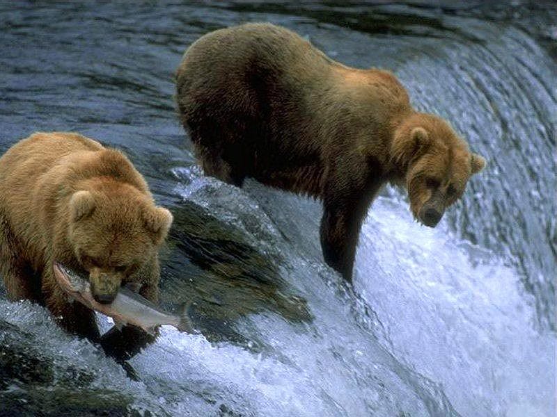 Бурые медведи охотятся на лосося, фото фотография картинка обои 