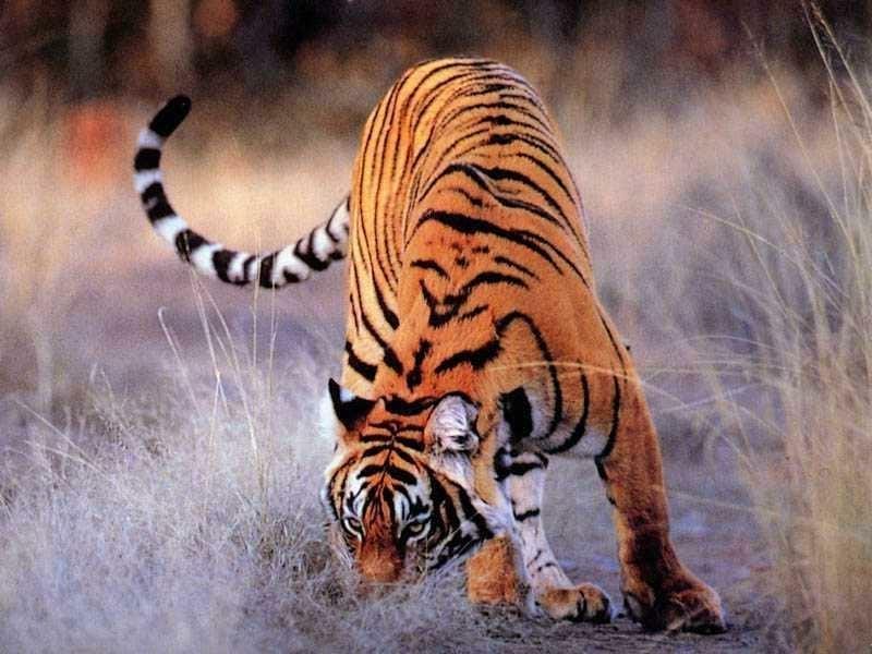   (Panthera tigris amoyensis),     