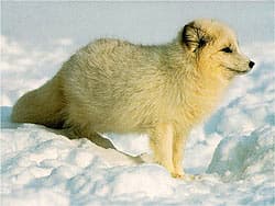 песец, полярная лисица