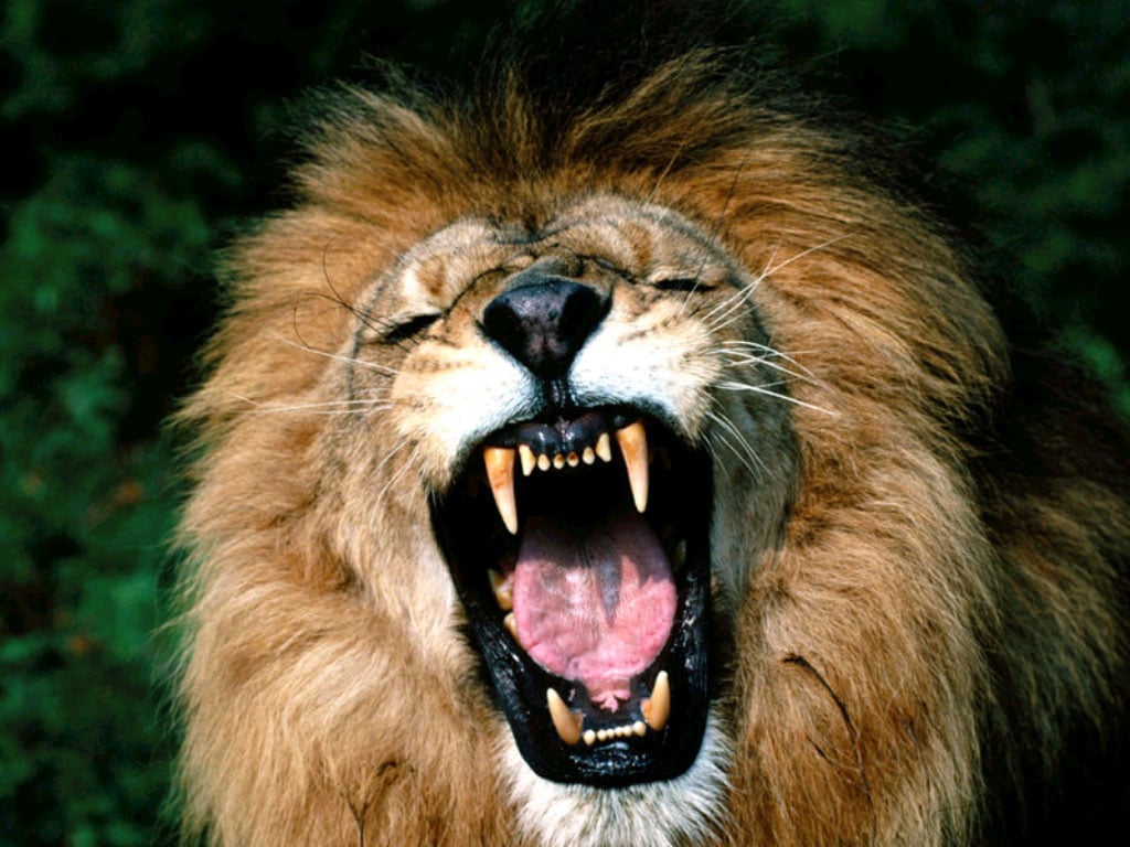 Зевающий лев фото