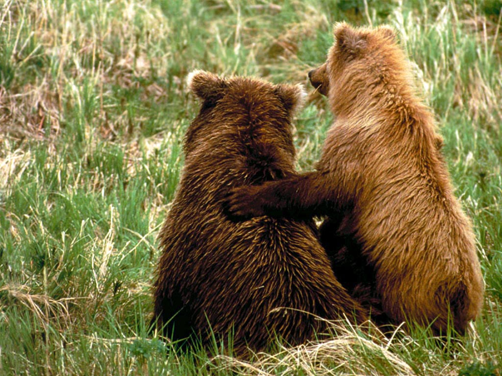 2 бурых медведя, фото фотография картинка обои 