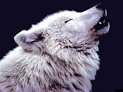 полярный волк