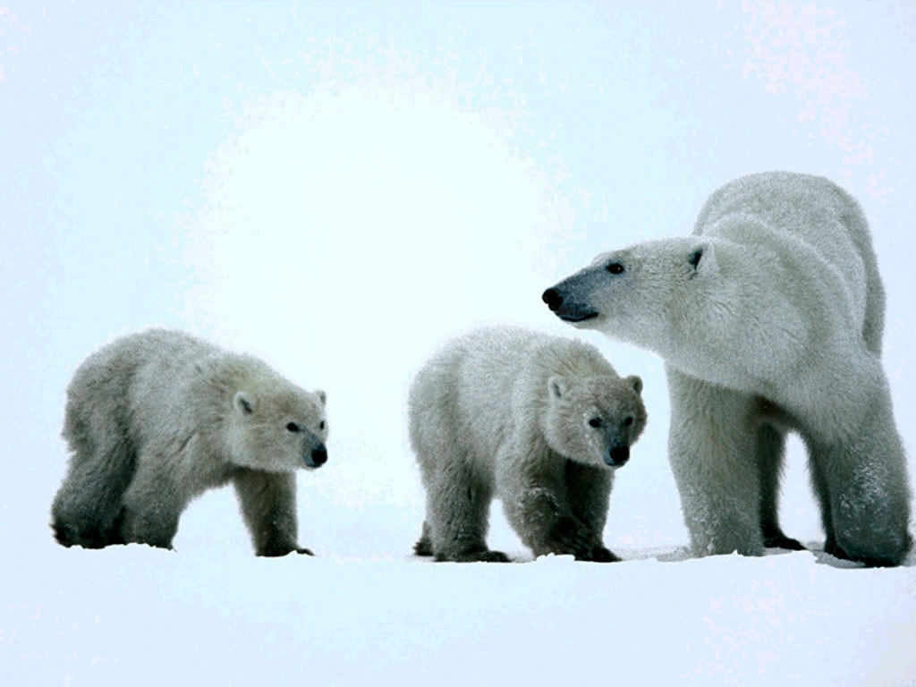 Белая медведица с двумя медвежатами, фото фотография картинка обои 