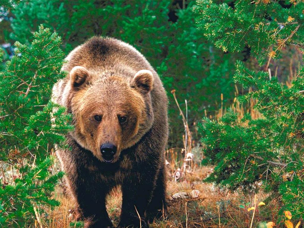 Бурый медведь в лесу, фото фотография картинка обои 