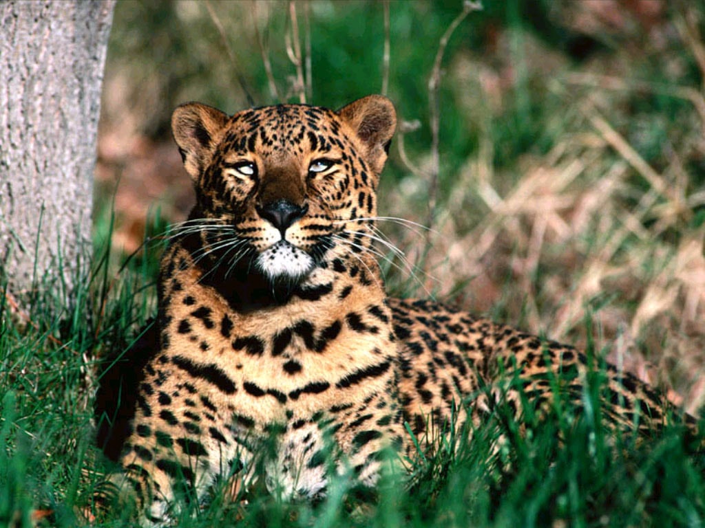   (Panthera pardus orientalis),     