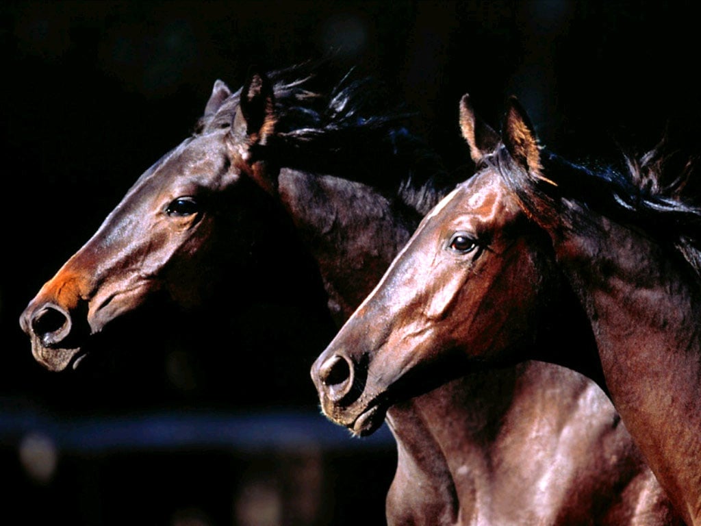 Две головы лошади, фотообои, фото обои, фотография картинка