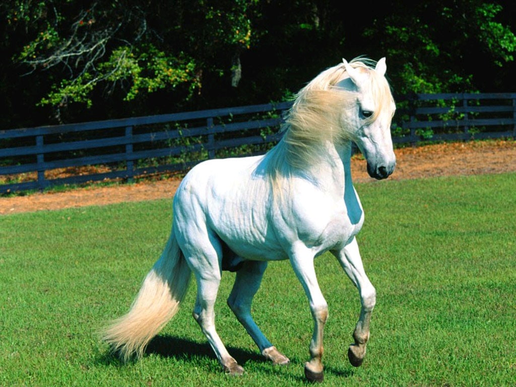 Белая лошадь, фотообои, фото обои, фотография картинка