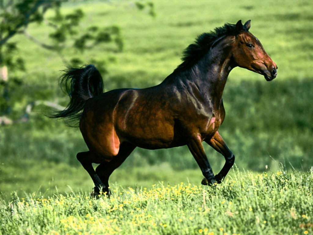 Мустанг конь фото