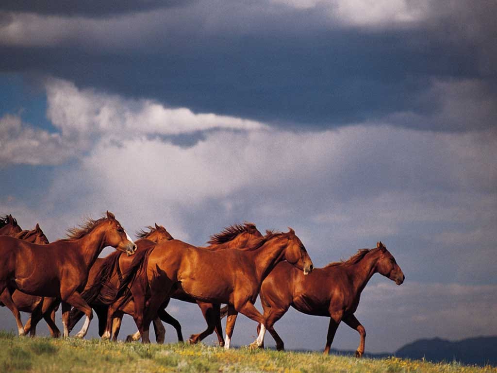 Фото табун лошадей бегущих