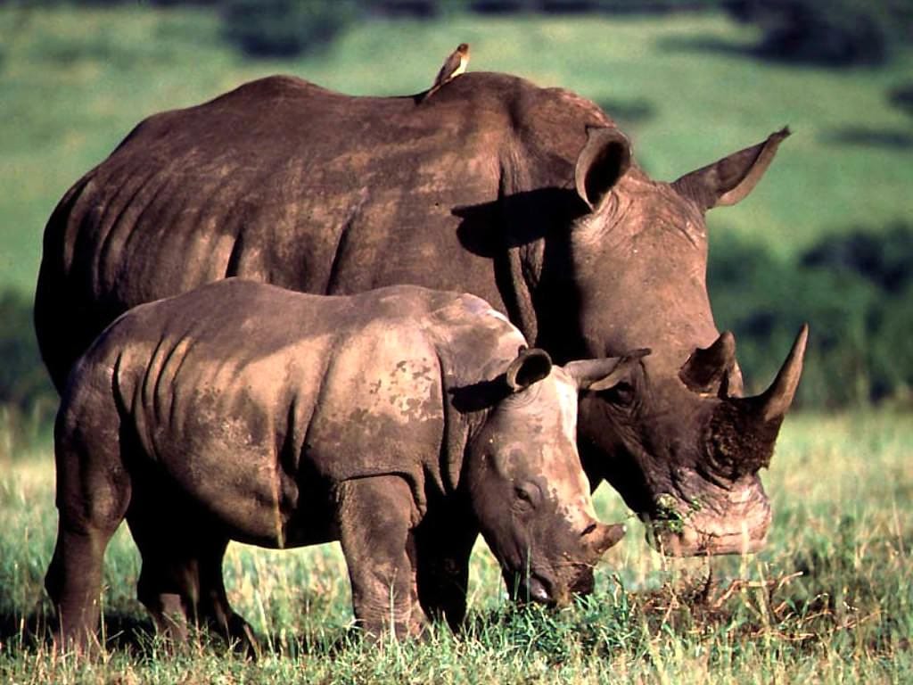   (Rhinoceros bicornis) ,  , 