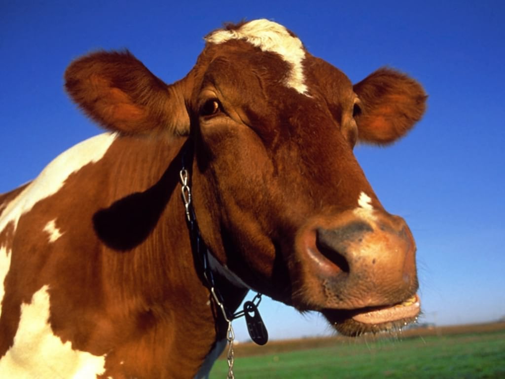 Домашняя корова фотообои, фото обои, фотография картинка
