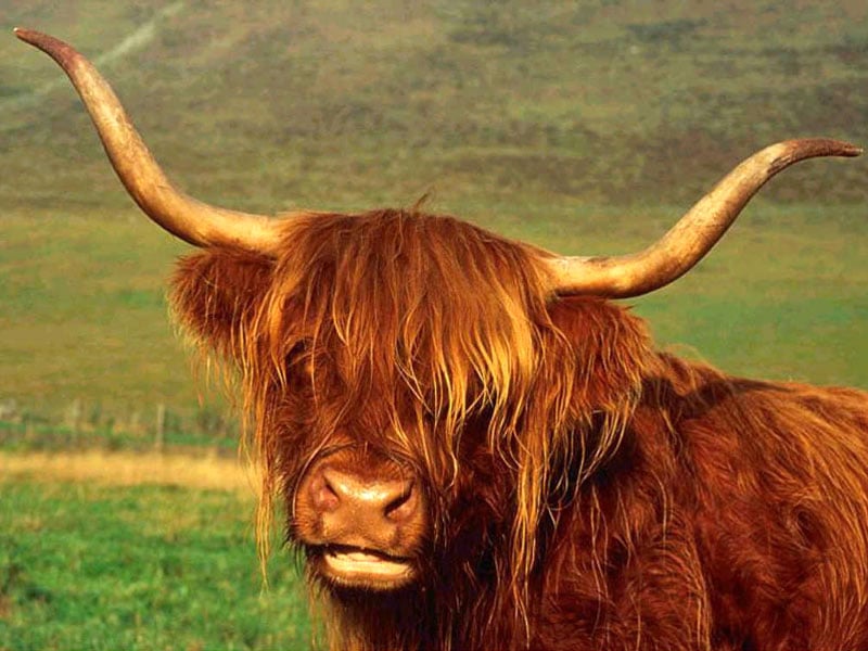 Шотландский горный бык, фото обои фотография картинка