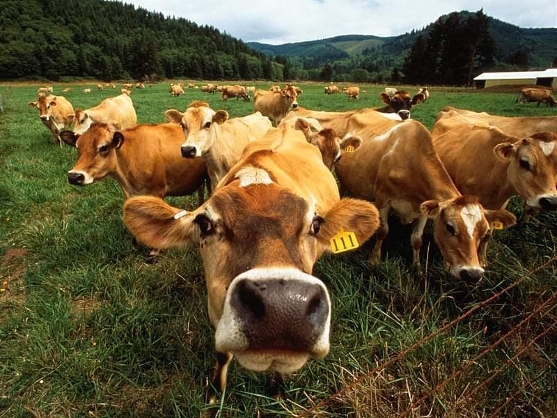Стадо коров, фото домашние животные фотография