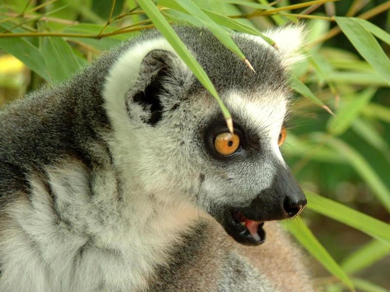  ,  (Lemur catta),     