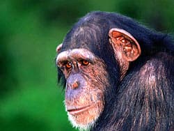 шимпанзе
