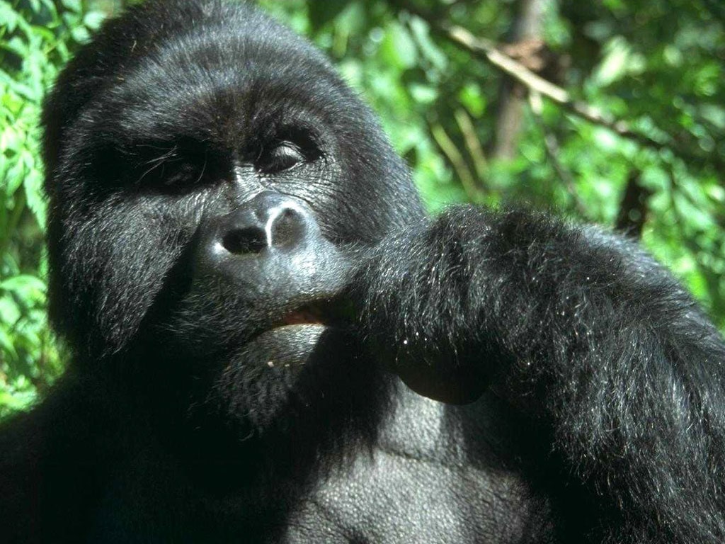    (Gorilla beringei),     