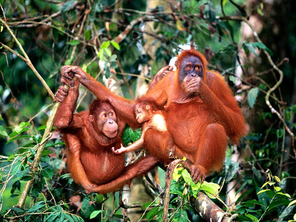 Виды орангутанов с фото и названиями