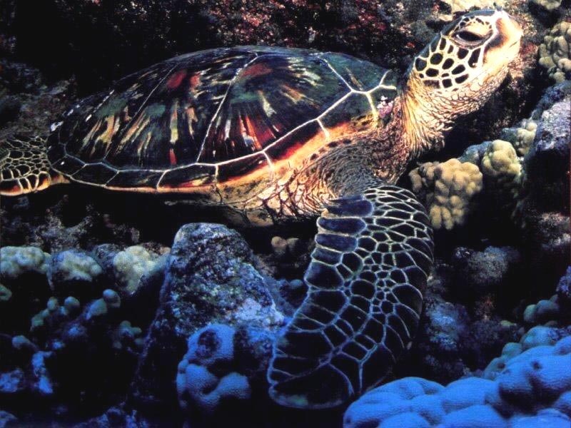 Зелёная черепаха, суповая черепаха (Chelonia mydas) фотообои, фото обои, фотография