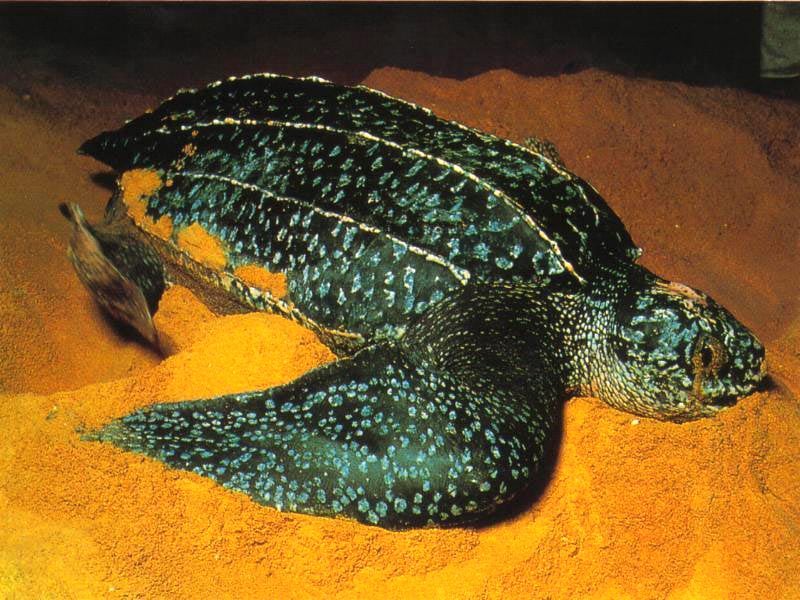 Кожистая черепаха (Dermochelys coriacea) фотообои, фото обои, фотография