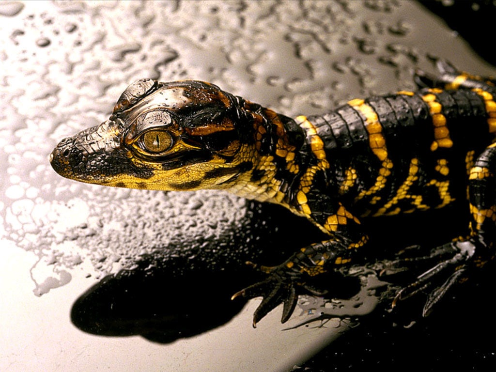   (Alligator mississippiensis),     