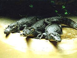 Американский, или миссисипский аллигатор (Alligator mississippiensis)