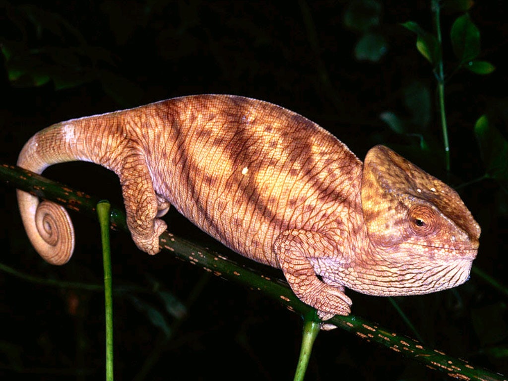 Шлемоносный хамелеон (Chamaeleo calyptratus), фото фотография картинка обои 