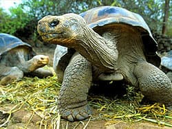 слоновая черепаха