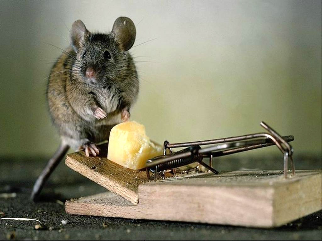 животные мышь мышеловка сыр загрузить