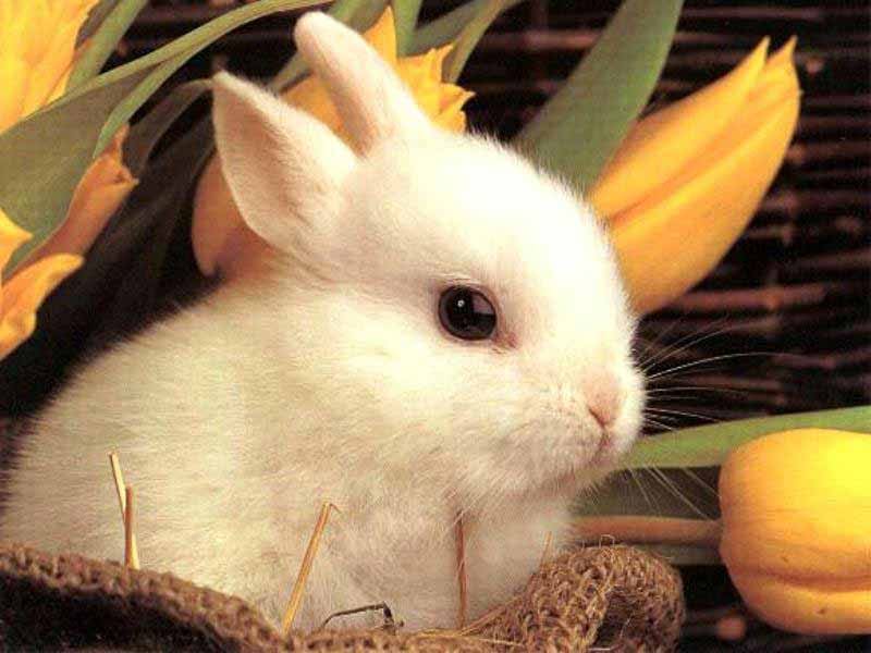 Карликовый кролик фотообои, фото обои, фотография