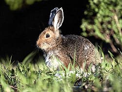 кролик или заяц