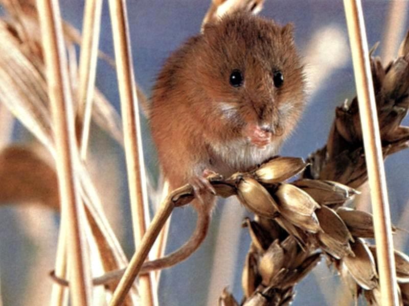 Мышь-малютка (Micromys minutus), фото фотография картинка обои 