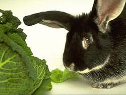 кролик и капуста