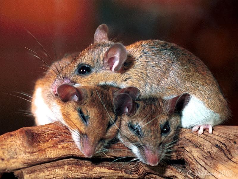 Мыши виды список с фото