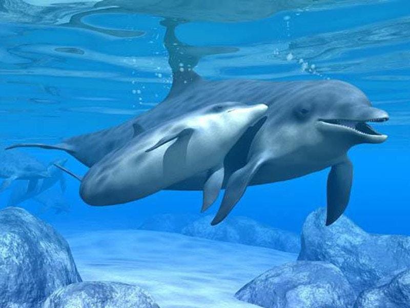 Самка дельфина с дельфиненком, фото фотография картинка обои 