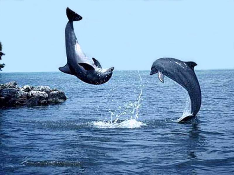 Дельфины фотообои, фото обои, фотография