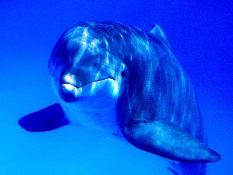 Улыбающийся дельфин, фото фотография картинка обои 