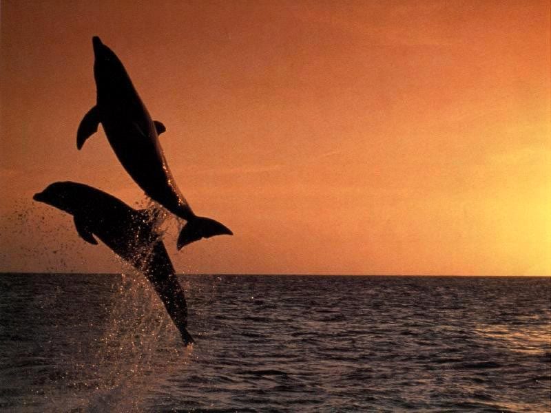 Дельфины на закате, фото фотография картинка обои 