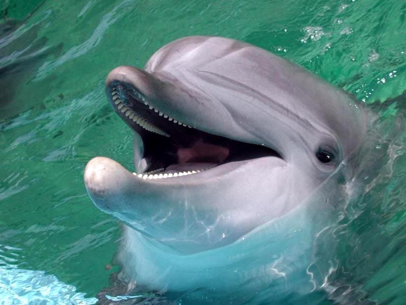 Дельфинья голова, фотообои, фото обои, фотография