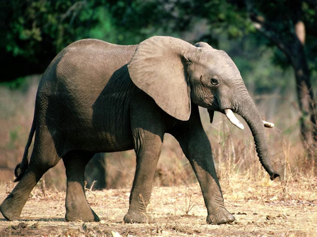 Гуляющий слоненок, фото фотография картинка обои 